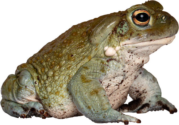 Bufo Alvarius Toad on Transparent Background